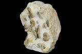 Fossil Ammonite (Leioceras) Cluster - Dorset, England #171253-3